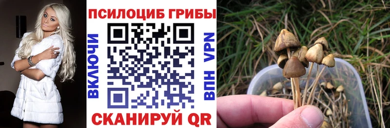 Купить где  Лосино-Петровский  Псилоцибиновые грибы Psilocybine cubensis 